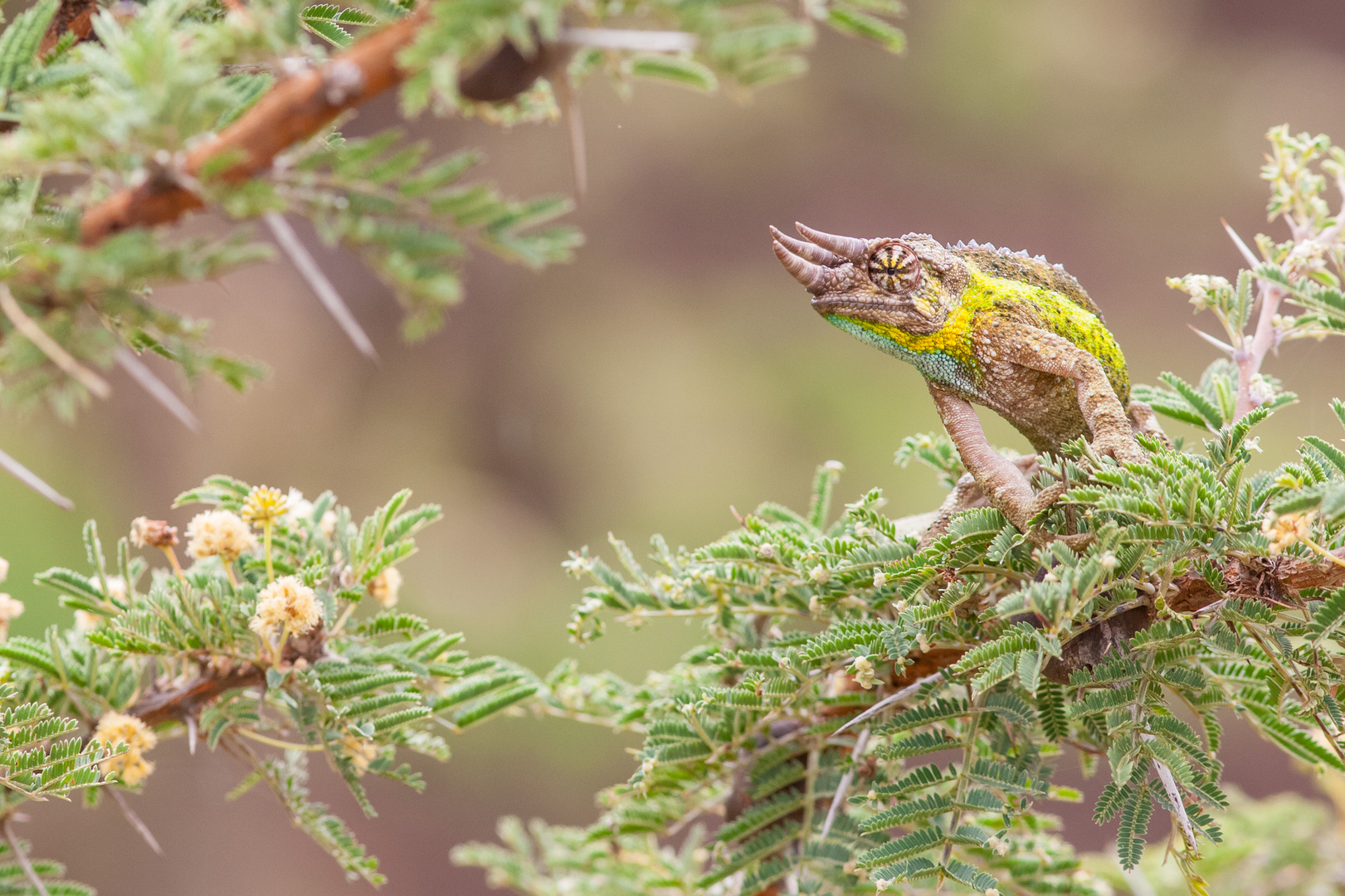 Jacksons Dreihornchamäleon auf einer Pfeifakazie, Laikipia (Kenia)