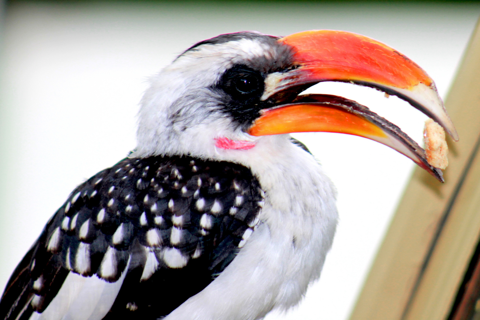 Jackson´s Hornbill Lake Baringo Kenya