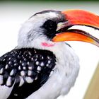 Jackson´s Hornbill Lake Baringo Kenya