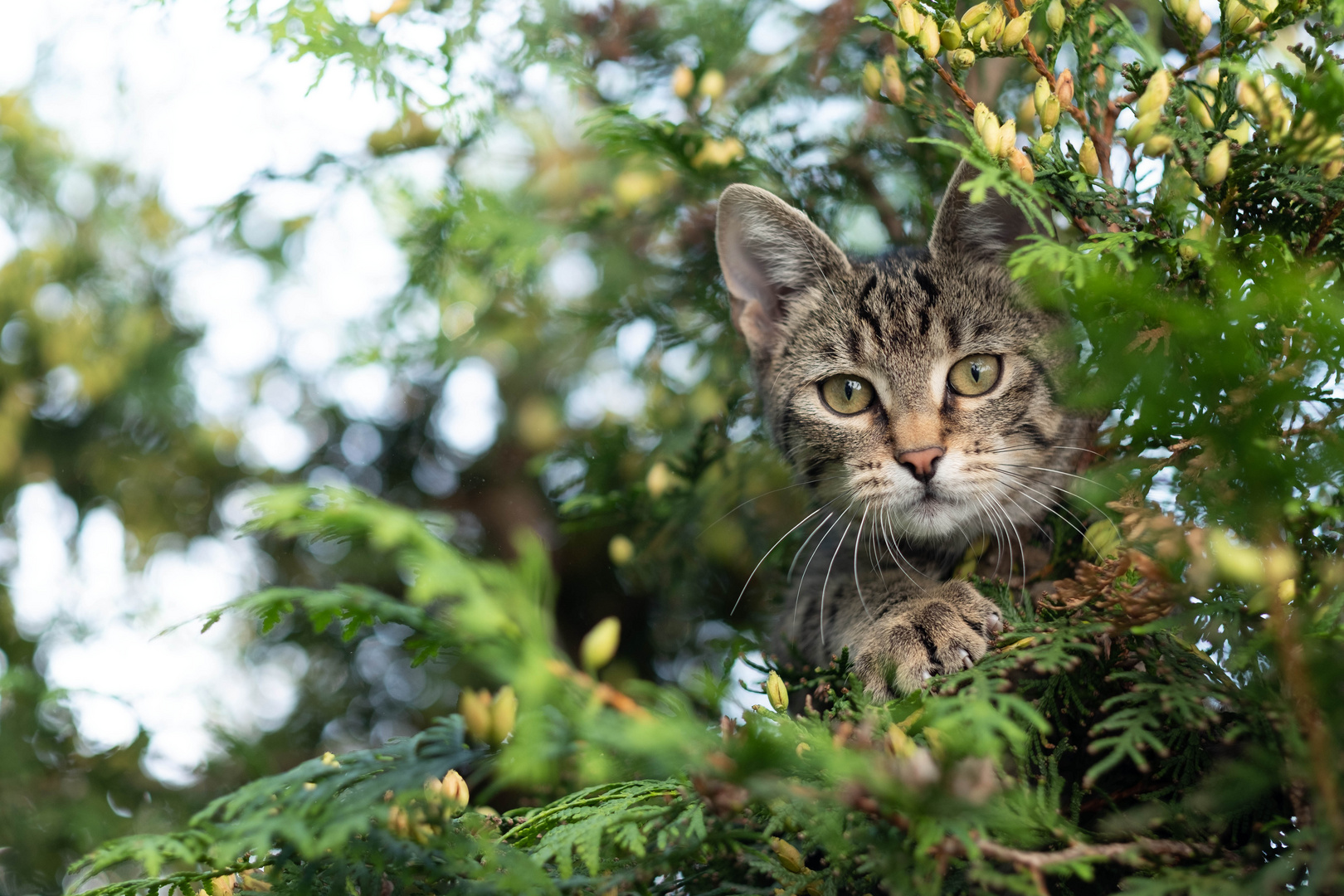 Jacky auf dem Baum