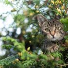 Jacky auf dem Baum