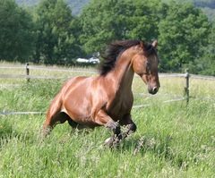 Jacky auf der Weide