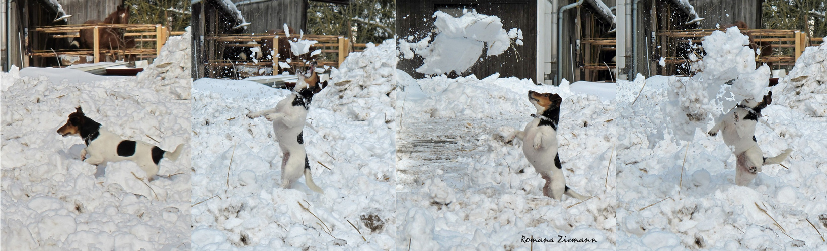 Jacky beim Schneeballtraining