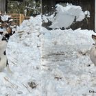 Jacky beim Schneeballtraining