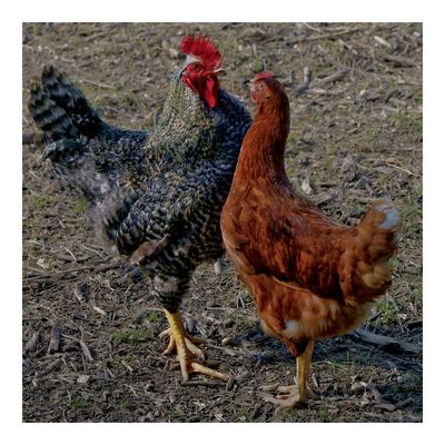 Jacky Brown und Baby Miller