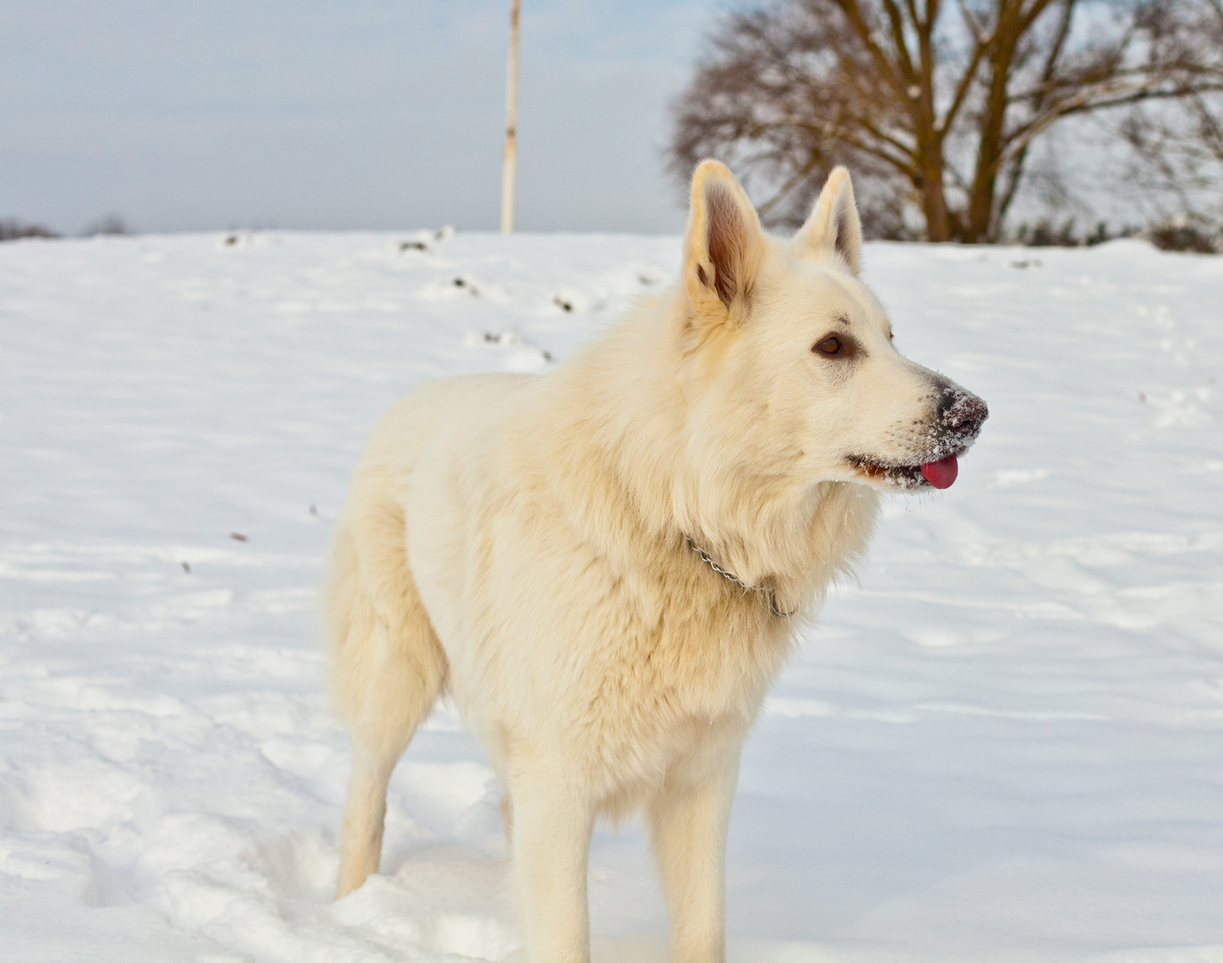 Jacky - Der sich mit unserer Hundebande versteht