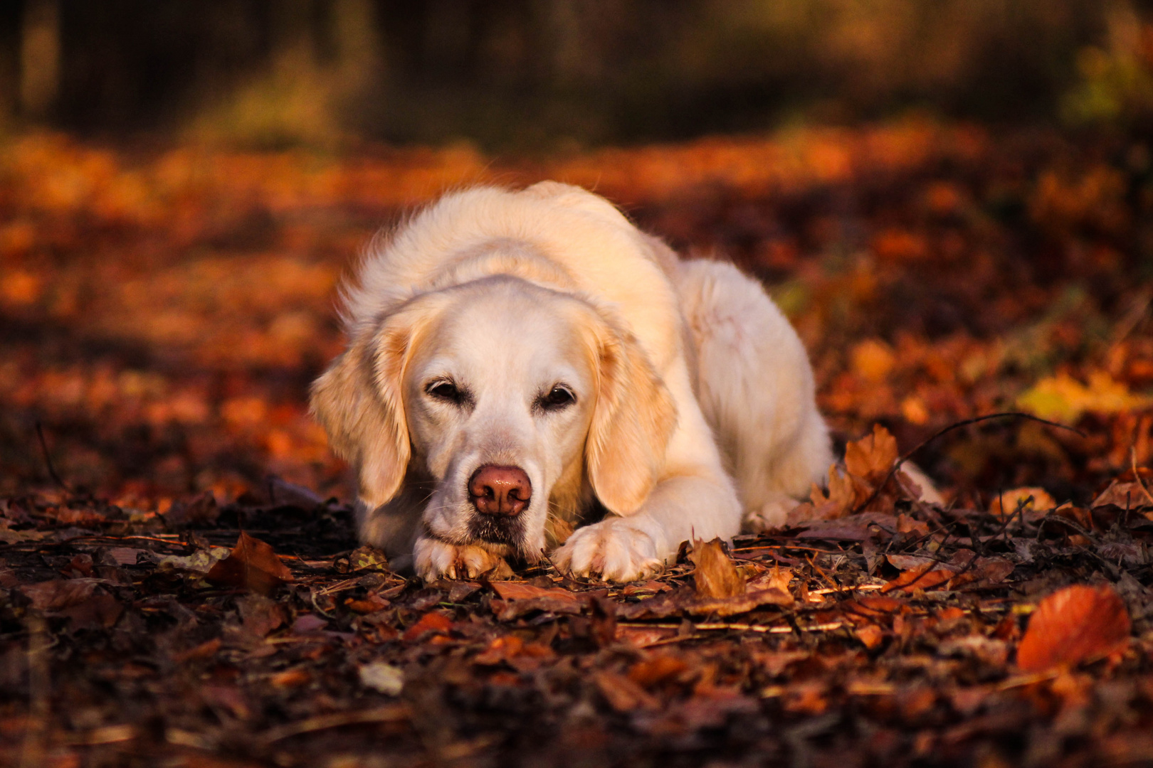 Jacky Golden Retriever