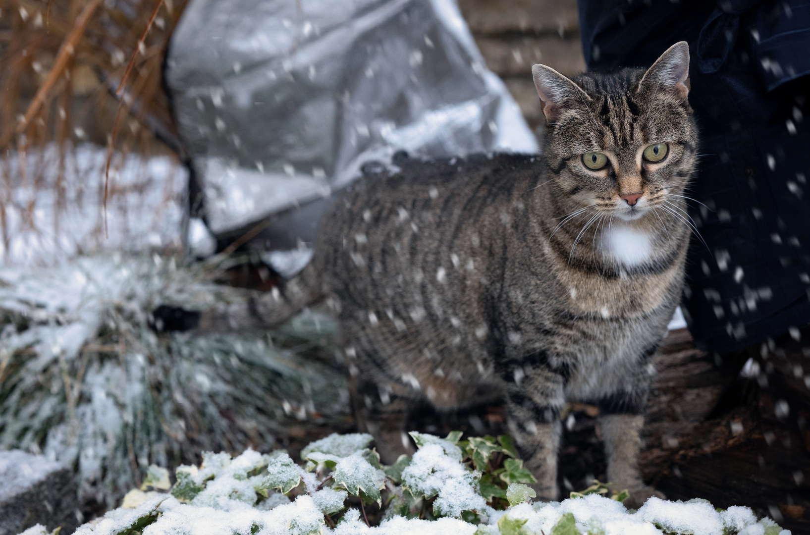 Jacky im Schnee 2