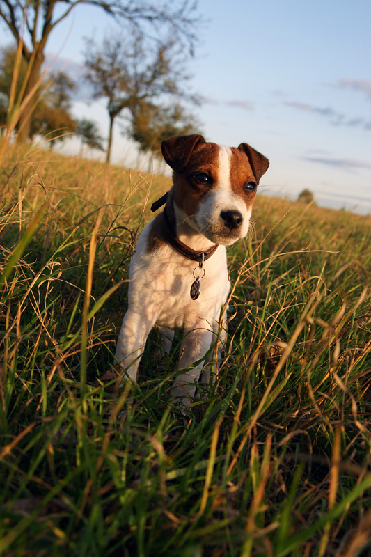 Jacky in der Abendsonne