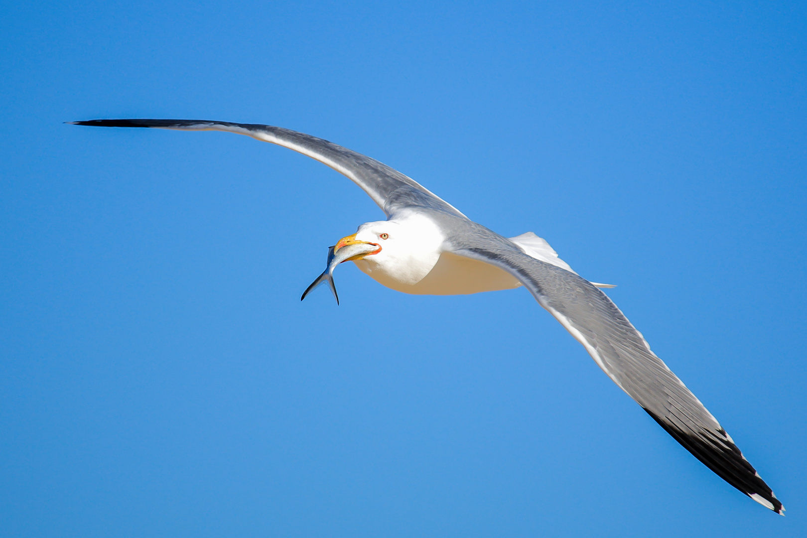 Jacob fliegt nach Hause