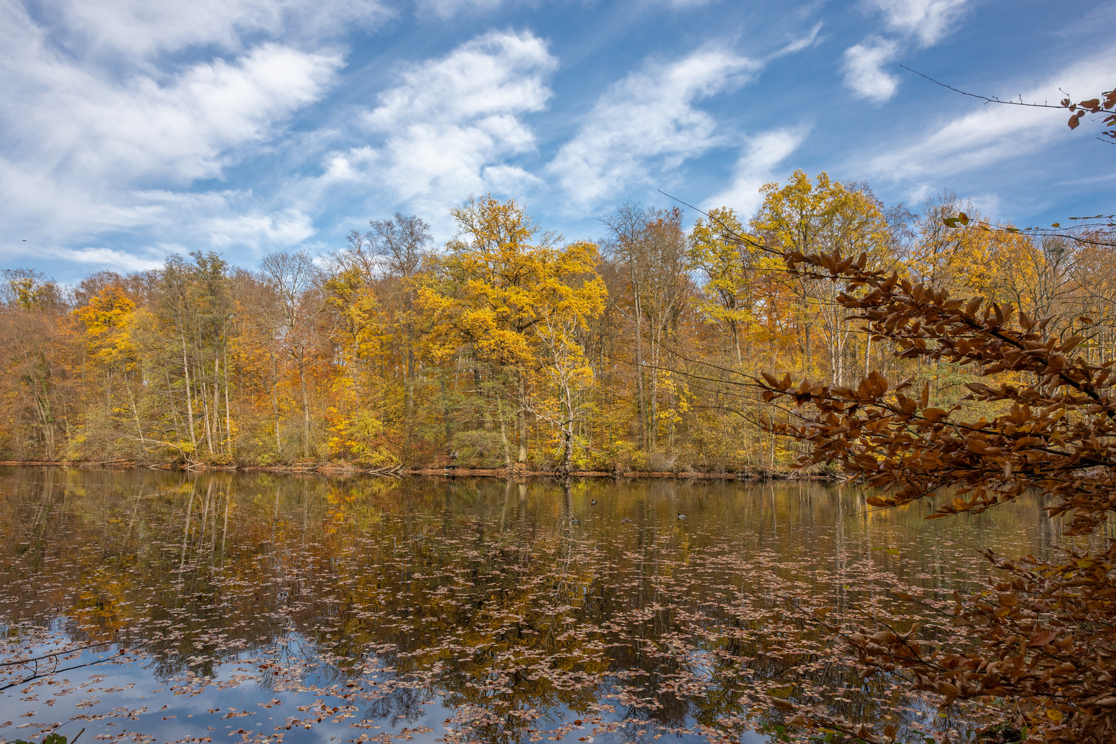 Jacobiweiher Frankfurt - Herbstimmung