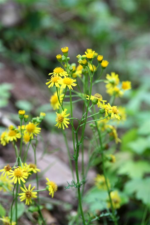 Jacobs Kreuzkraut, senecio jacobeae