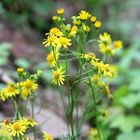 Jacobs Kreuzkraut, senecio jacobeae