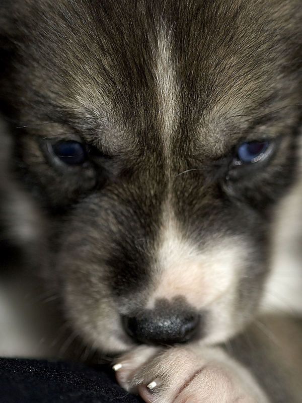 jaco's kleiner husky "yoshi" überlegt... wo ist denn bloss mein zuggeschirr?