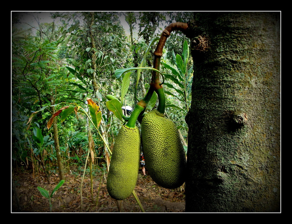 JACQUES - Fruits du Jacquier .