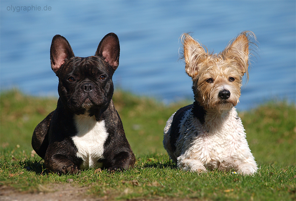 Jacques und Lille...