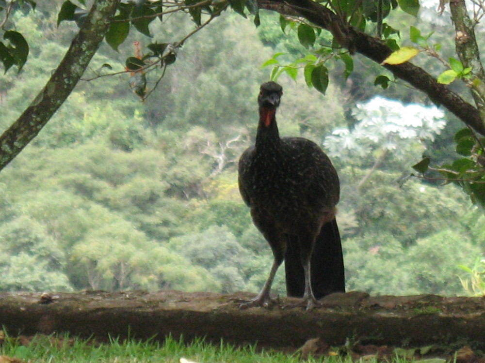 Jacutinga Brasil