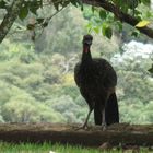 Jacutinga Brasil