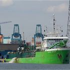 JADE RIVER (2) / Saugbagger / Antwerpen