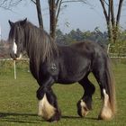 Jade Shire Horse stute