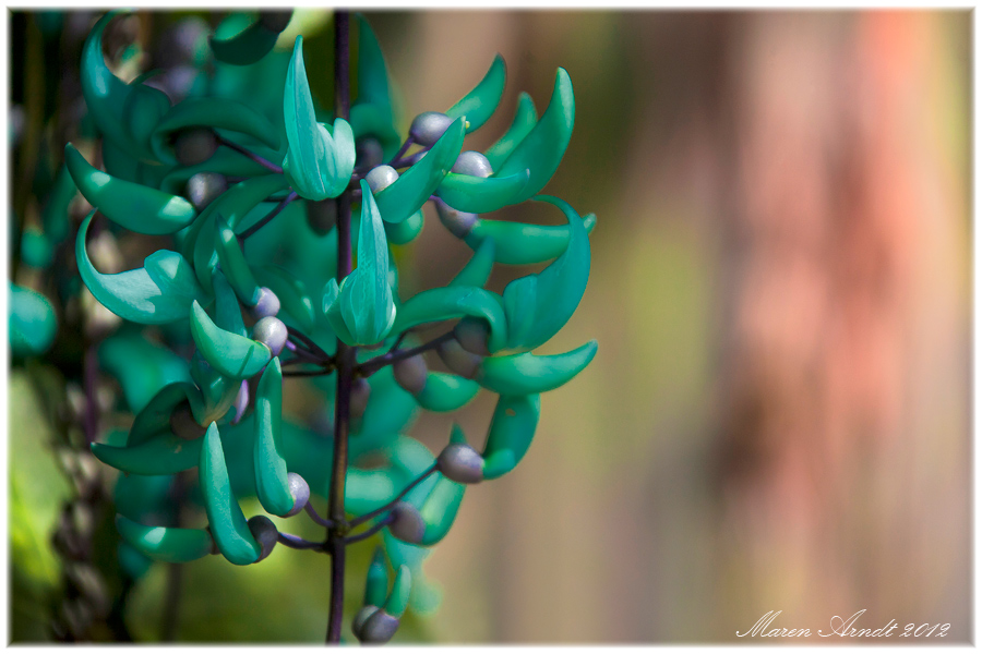 Jade Vine