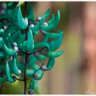 Jade Vine