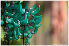 Jade Vine