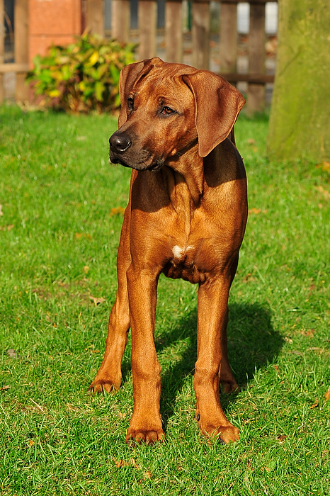 Jadie 4 Monate alt (Rhodesian Ridgeback Lady)