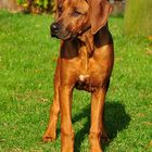 Jadie 4 Monate alt (Rhodesian Ridgeback Lady)