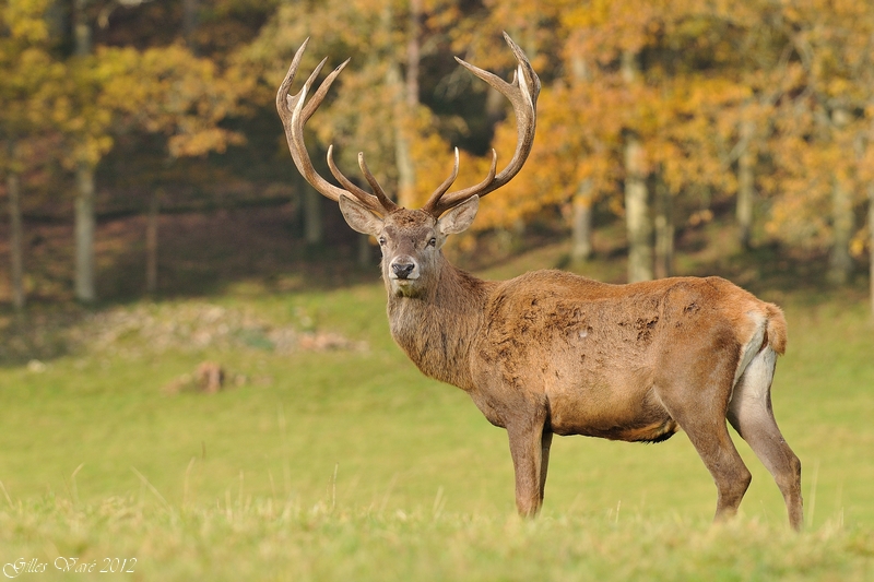 J'adore ce cerf !