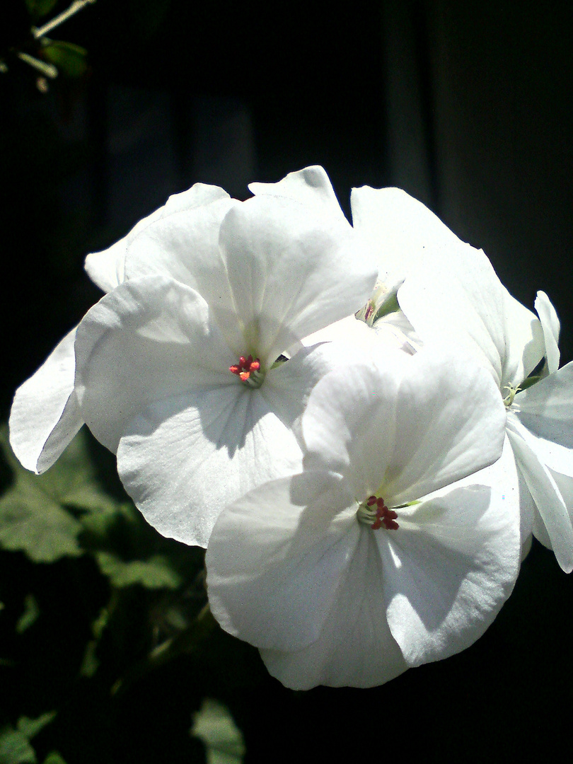 J'adore cette fleur qui est d'une si grande douceur....je dirais d'une si grande élégance!