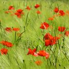 ...j´adore coquelicots !!!..