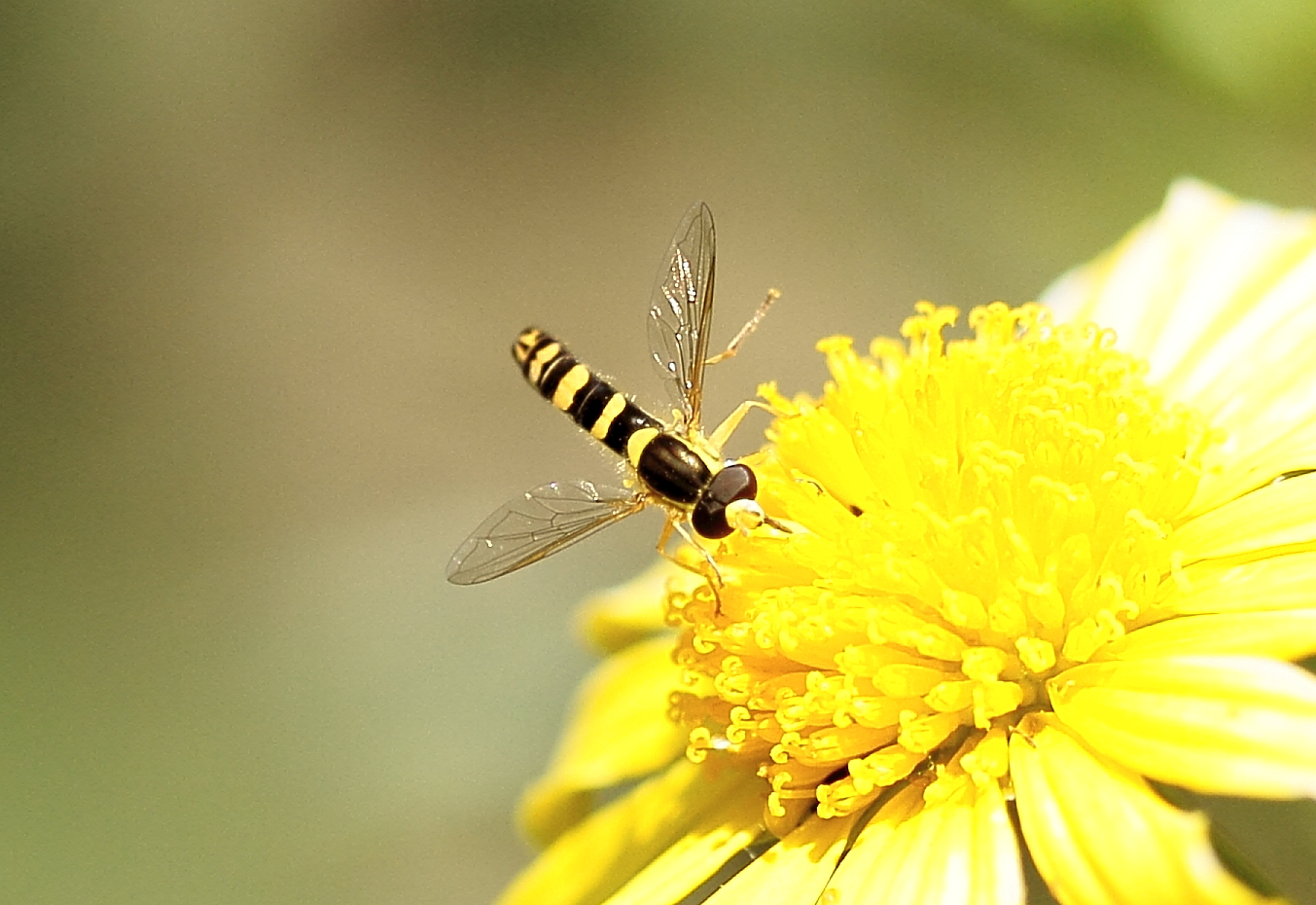 J'adore le jaune!