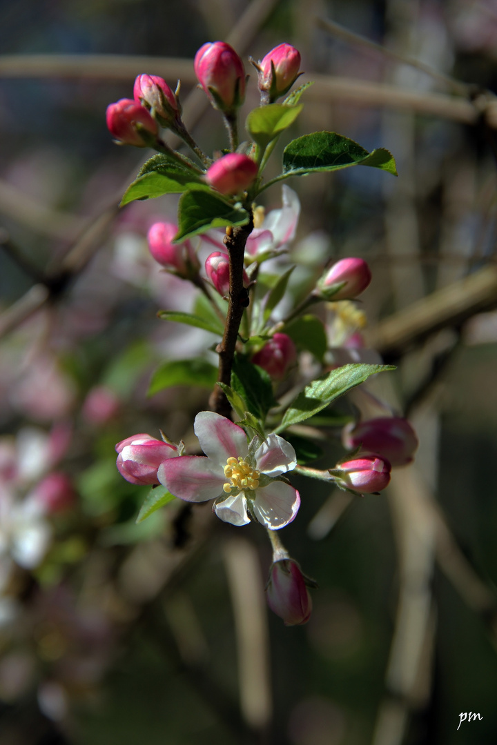 J'adore le printemps !!