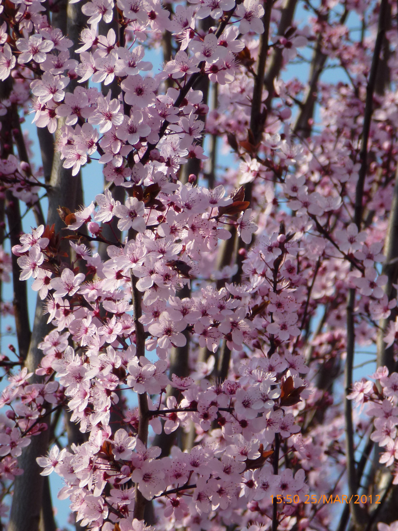 J'adore le printemps!!!