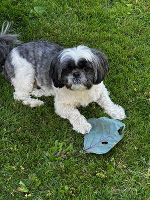 J'adore les feuilles de chou rouge