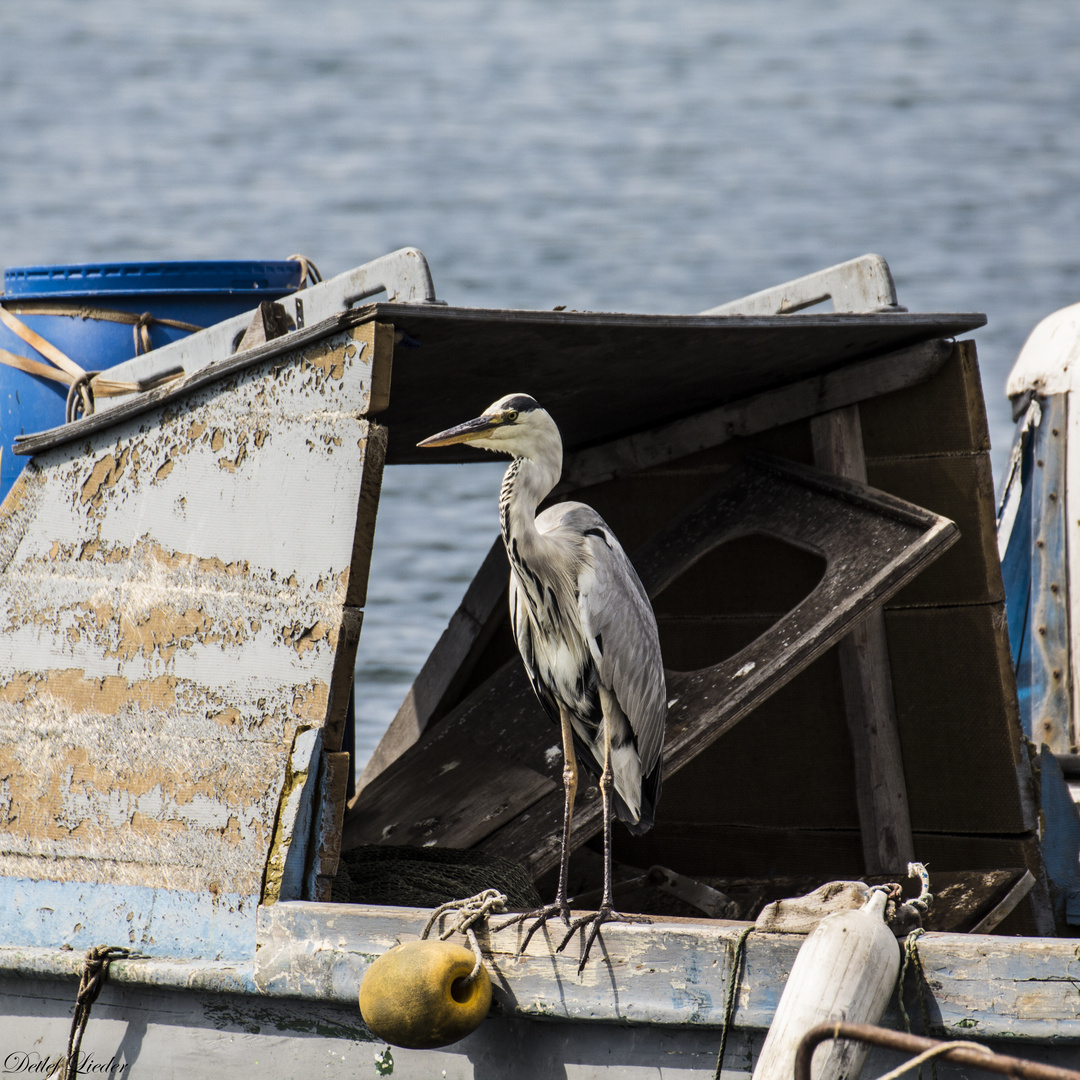 ...jäger am bosporus...