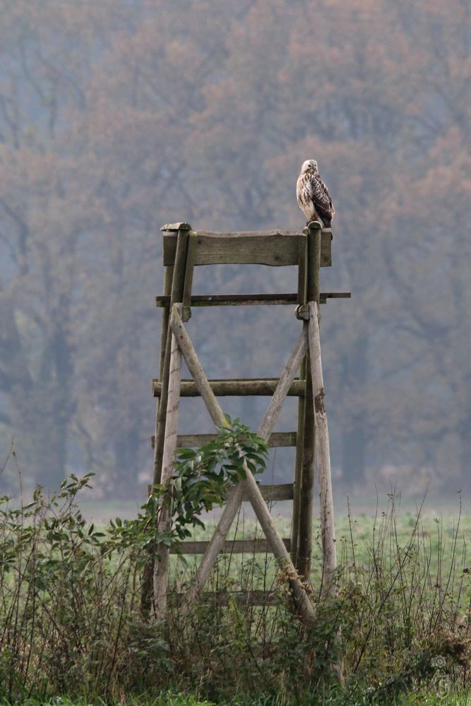 Jäger auf Hochstand