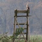 Jäger auf Hochstand