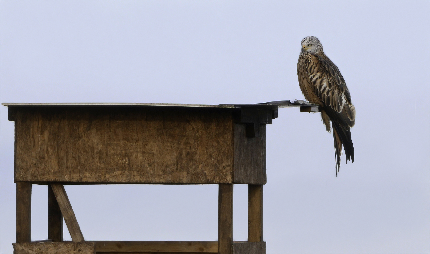 Jäger auf Jagdkanzel