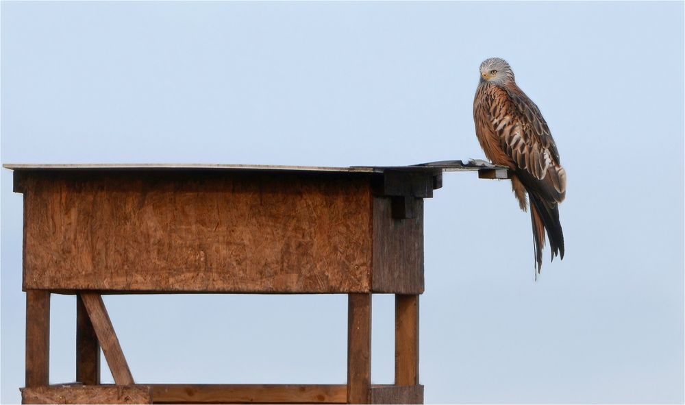 Jäger auf Jagdkanzel