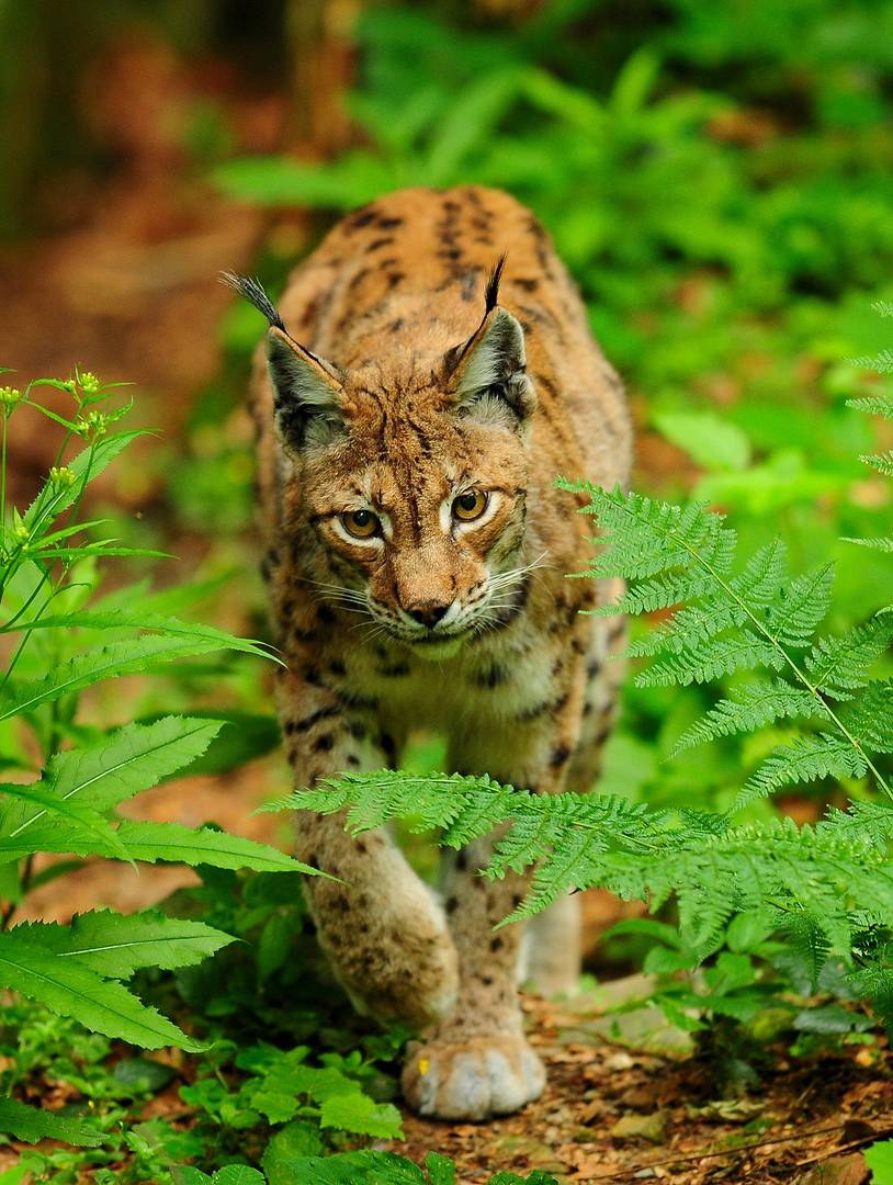 Jäger auf Samtpfoten - Luchs im NP BayWald