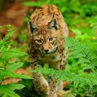 Jäger auf Samtpfoten - Luchs im NP BayWald