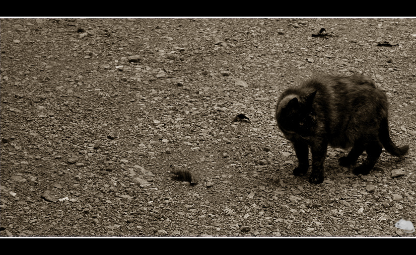 Jäger der Nacht oder die Sendung mit der Maus