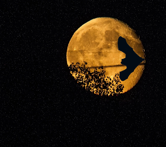 "Jäger der Nacht"            oder was                     wär euer Titel?