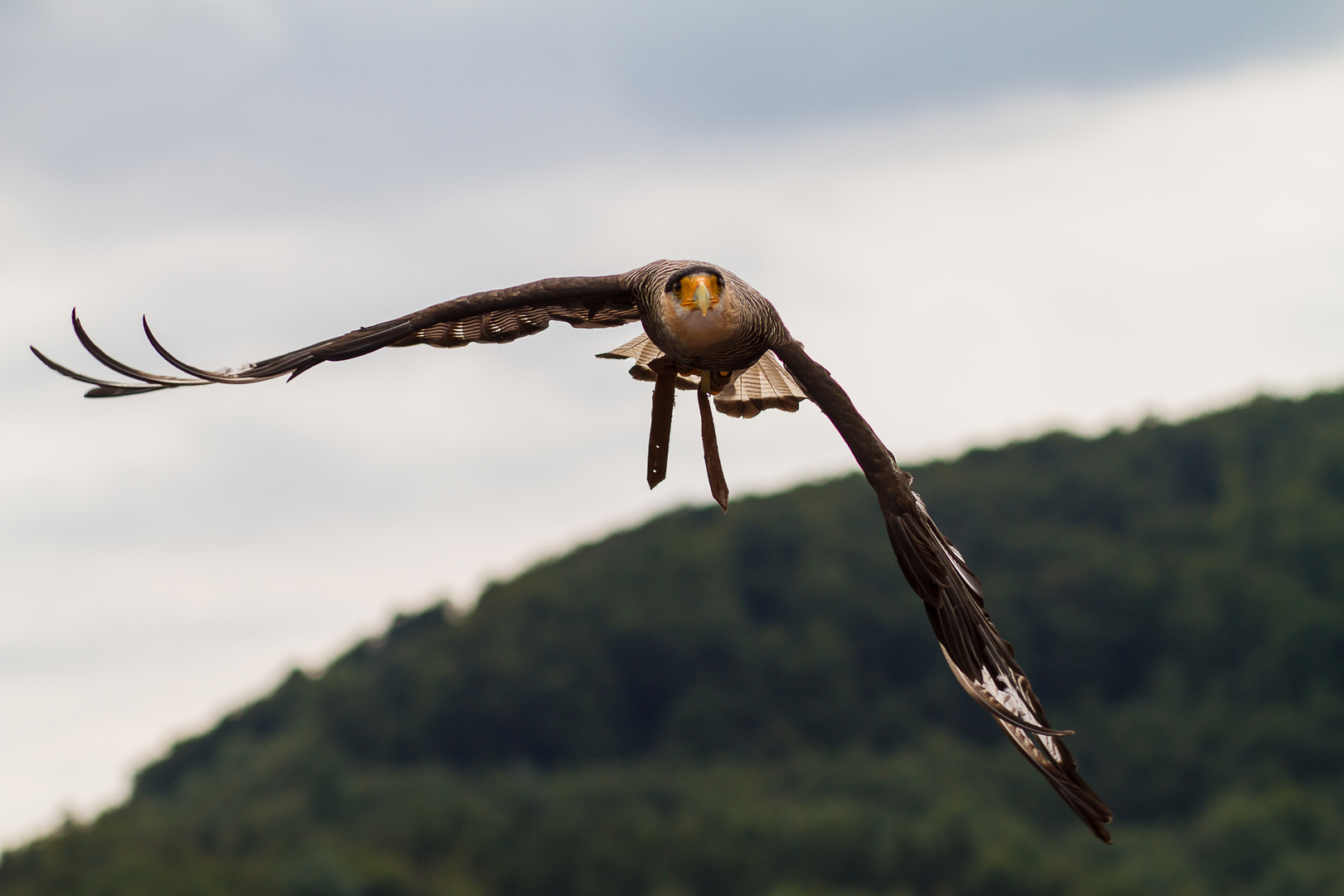 Jäger im Anflug