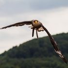 Jäger im Anflug