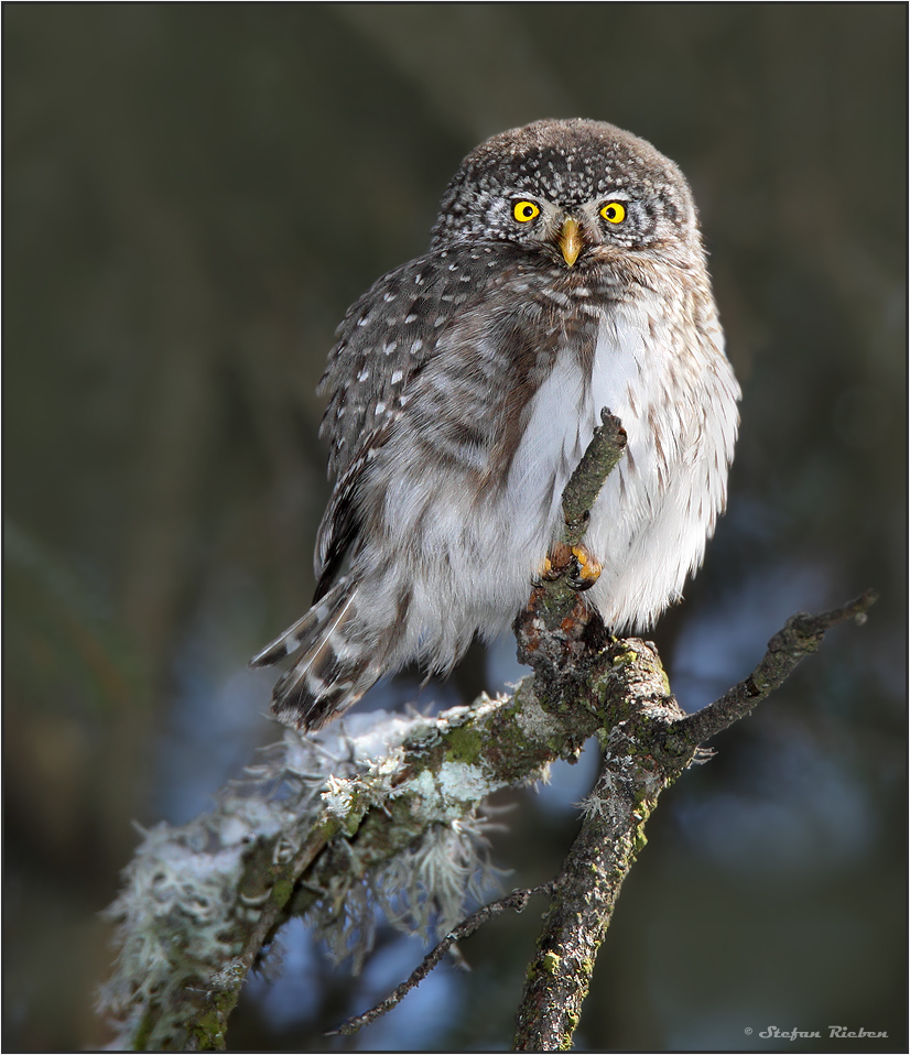 Jäger im Bergwald