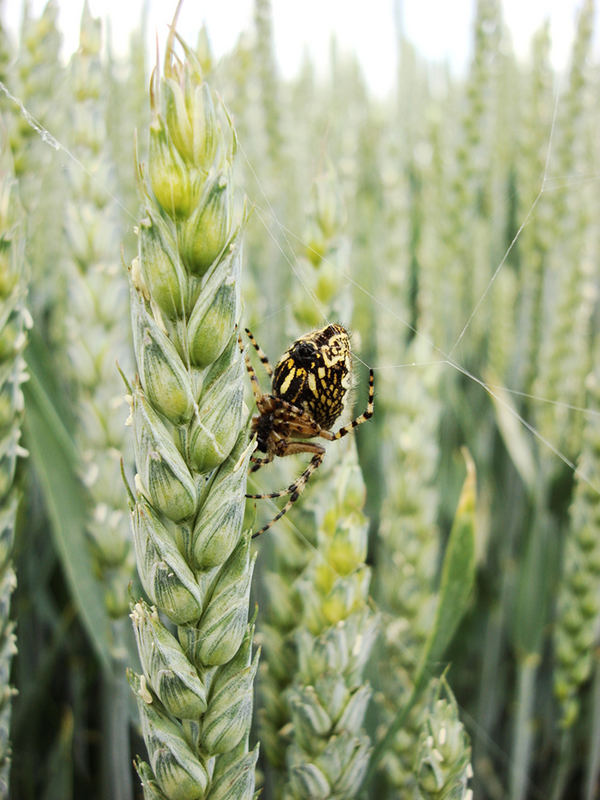 Jäger im Kornfeld