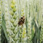 Jäger im Kornfeld